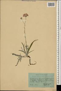 Наголоватка предкавказская (Sosn.) Iljin, Кавказ, Ставропольский край, Карачаево-Черкесия, Кабардино-Балкария (K1b) (Россия)