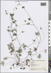 Герань, Кавказ, Грузия (K4) (Грузия)