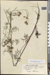 Якобея днепровская (DC.) B.Nord., Восточная Европа, Южно-Украинский район (E12) (Украина)