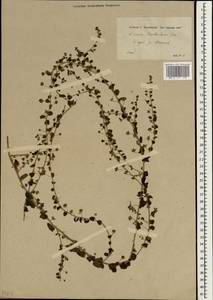 Kickxia elatine subsp. crinita (Mabille) Greuter, Зарубежная Азия (ASIA) (Турция)