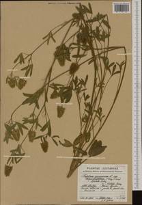 Trifolium obscurum Savi, Западная Европа (EUR) (Португалия)