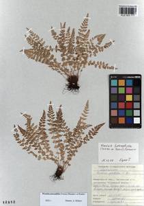 Woodsia pulchella Bertol., Сибирь, Алтай и Саяны (S2) (Россия)