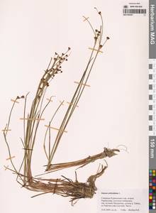 Ситник членистый L., Сибирь, Дальний Восток (S6) (Россия)