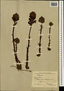 Заразиха, Кавказ, Южная Осетия (K4b) (Южная Осетия)