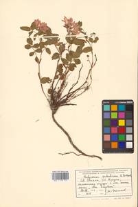 Копеечник копеечниковый (L.) Schinz & Thell., Сибирь, Дальний Восток (S6) (Россия)