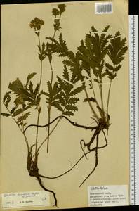Лапчатка длиннолистная Willd., Сибирь, Центральная Сибирь (S3) (Россия)