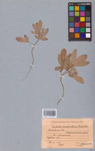 Хохлатка полая (L.) Schweigg. & Körte, Восточная Европа, Молдавия (E13a) (Молдавия)