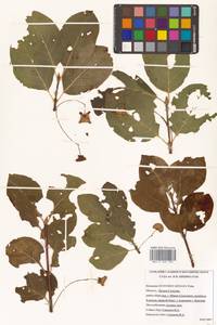 Бересклет сахалинский (F.Schmidt) Maxim., Сибирь, Дальний Восток (S6) (Россия)