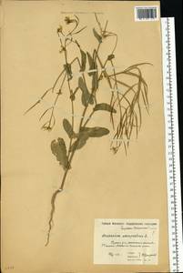 Brassica rapa subsp. sylvestris (L.) Janch., Восточная Европа, Московская область и Москва (E4a) (Россия)