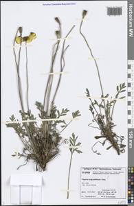 Oreomecon angustifolia (Tolm.) Krivenko, Сибирь, Центральная Сибирь (S3) (Россия)