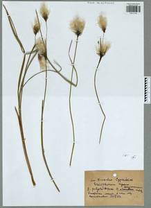 Eriophorum angustifolium subsp. angustifolium, Восточная Европа, Московская область и Москва (E4a) (Россия)