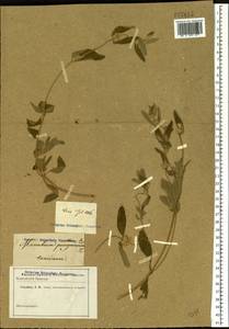 Marrubium parviflorum subsp. parviflorum, Восточная Европа, Ростовская область (E12a) (Россия)