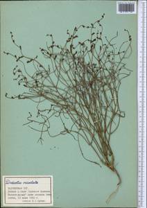 Додарция восточная L., Средняя Азия и Казахстан, Памир и Памиро-Алай (M2) (Таджикистан)