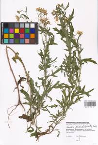 Jacobaea erucifolia subsp. grandidentata (Ledeb.) V. V. Fateryga & Fateryga, Восточная Европа, Московская область и Москва (E4a) (Россия)