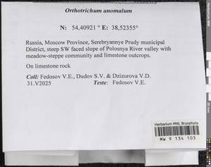 Orthotrichum anomalum Hedw., Гербарий мохообразных, Мхи - Москва и Московская область (B6a) (Россия)