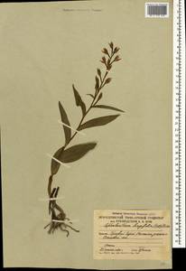 Пыльцеголовник длиннолистный (L.) Fritsch, Кавказ, Южная Осетия (K4b) (Южная Осетия)