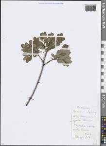 Голубика обыкновенная L., Восточная Европа, Московская область и Москва (E4a) (Россия)