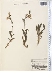 Колокольчик, Средняя Азия и Казахстан, Памир и Памиро-Алай (M2) (Таджикистан)