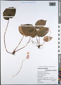 Begonia rotundilimba S. H. Huang & Y. M. Shui, Зарубежная Азия (ASIA) (Вьетнам)