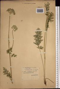 Жабрица скученная (L.) Rchb.fil., Сибирь, Якутия (S5) (Россия)