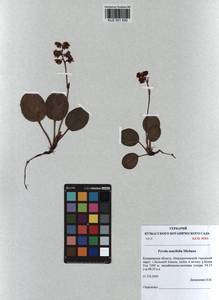 KUZ 001 830, Pyrola asarifolia subsp. incarnata (DC.) A. E. Murray, Сибирь, Алтай и Саяны (S2) (Россия)