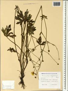 Ranunculus polyanthemos subsp. meyerianus (Rupr.) Elenevsky & Derv.-Sokol., Кавказ, Дагестан (K2) (Россия)