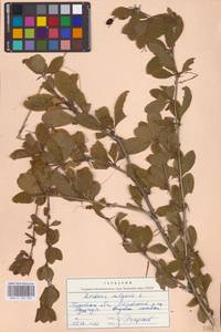 Барбарис обыкновенный L., Восточная Европа, Северо-Западный район (E2) (Россия)