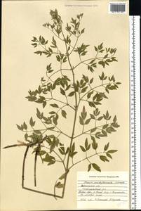 Ломонос чинолистный Besser ex Rchb., Восточная Европа, Центральный лесостепной район (E6) (Россия)