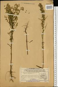 Мелколепестник канадский L., Восточная Европа, Волжско-Камский район (E7) (Россия)