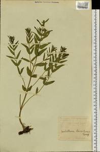 Шлемник байкальский Georgi, Сибирь, Дальний Восток (S6) (Россия)