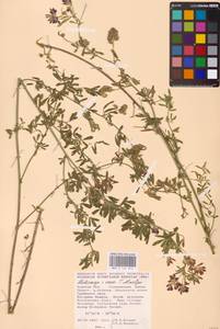 Medicago × varia Martyn, Восточная Европа, Центральный лесостепной район (E6) (Россия)