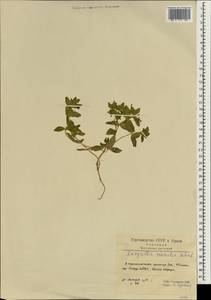 Lysimachia foemina (Mill.) U. Manns & Anderb., Зарубежная Азия (ASIA) (Иран)