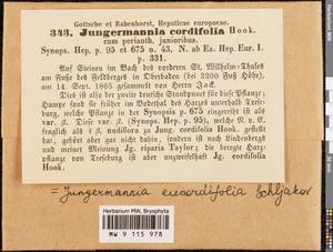 Jungermannia eucordifolia Schljakov, Гербарий мохообразных, Мхи - Западная Европа (BEu) (Германия)