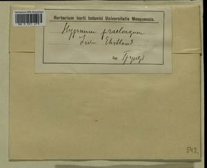 Oxyrrhynchium hians (Hedw.) Loeske, Гербарий мохообразных, Мхи - Прибалтика (B1) (Неизвестно)