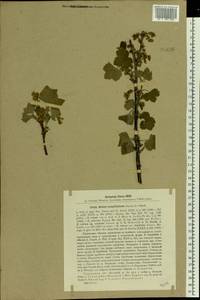 Ribes spicatum subsp. hispidulum (Jancz.) L. Hämet-Ahti, Восточная Европа, Центральный лесостепной район (E6) (Россия)