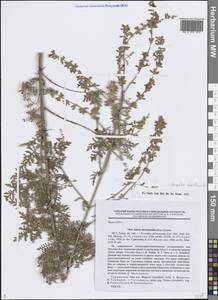 Salvia abrotanoides (Kar.) Sytsma, Средняя Азия и Казахстан, Копетдаг, Бадхыз, Малый и Большой Балхан (M1) (Туркмения)