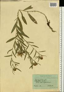 Василек волосистоголовый M. Bieb. ex Willd., Восточная Европа, Северо-Украинский район (E11) (Украина)
