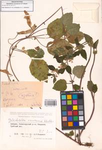 Зеленчук желтый (L.) L., Кавказ, Грузия (K4) (Грузия)