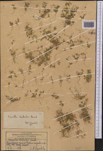 Calymmatium draboides (Korsh.) O.E.Schulz, Средняя Азия и Казахстан, Памир и Памиро-Алай (M2) (Таджикистан)