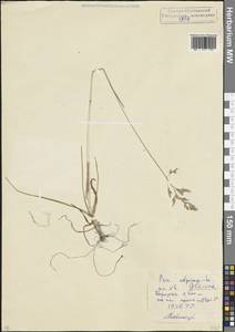 Мятлик сизый Vahl, Кавказ, Северная Осетия, Ингушетия и Чечня (K1c) (Россия)