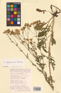 Якобея ферганская (Schischk.) B. Nord., Восточная Европа, Нижневолжский район (E9) (Россия)