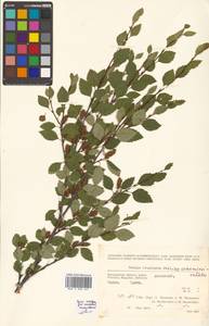 Береза кустарниковая Pall., Сибирь, Чукотка и Камчатка (S7) (Россия)