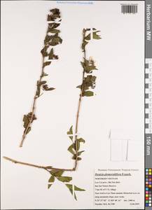 Deutzia glomeruliflora Franch., Зарубежная Азия (ASIA) (Вьетнам)