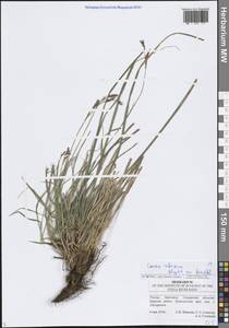 Осока корневищная Blytt ex Lindblom, Восточная Европа, Средневолжский район (E8) (Россия)