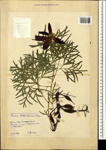 Paeonia tenuifolia var. biebersteiniana (Rupr.) N. Busch, Крым (KRYM) (Россия)