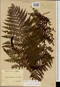 Pseudathyrium alpestre subsp. alpestre, Кавказ, Краснодарский край и Адыгея (K1a) (Россия)