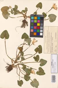 Ficaria kochii (Ledeb.) Iranshahr & Rech.fil., Кавказ, Грузия (K4) (Грузия)