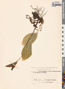 Венерин башмачок настоящий L., Сибирь, Якутия (S5) (Россия)