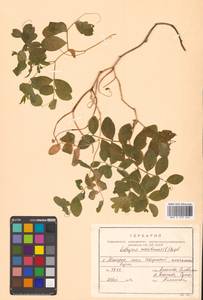 Lathyrus japonicus var. maritimus (L.) J.T.Kartesz & Gandhi, Сибирь, Дальний Восток (S6) (Россия)
