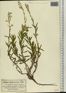Смолевка татарская (L.) Pers., Восточная Европа, Центральный лесостепной район (E6) (Россия)